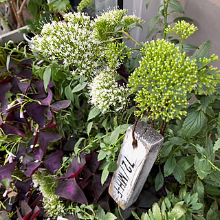 ユウギリソウのインテリア実例 Roomclip ルームクリップ