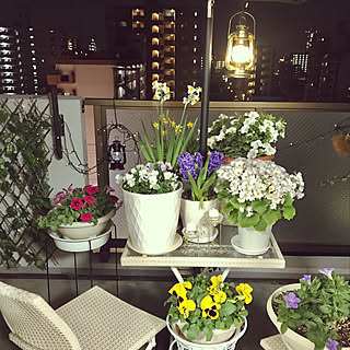 バス/トイレ/お花のある暮らし/わたしだけの至福の時間/ベランダで咲いた小さな花たち/ペチュニアの花...などのインテリア実例 - 2019-02-19 20:44:03