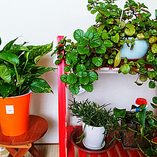 部屋全体/植物のある暮らし/植物は癒し/ポトス/リプサリス...などのインテリア実例 - 2018-09-30 10:36:58
