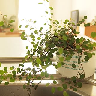 植物/グリーン/観葉植物のインテリア実例 - 2012-05-26 00:22:22