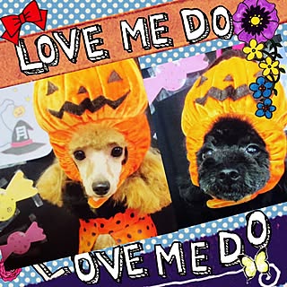 部屋全体/ハロウィン♬/部屋全体じゃないけど…♡/トイプードル੯ू❛ัू ໒꒱/わんこ...などのインテリア実例 - 2015-10-09 22:46:24
