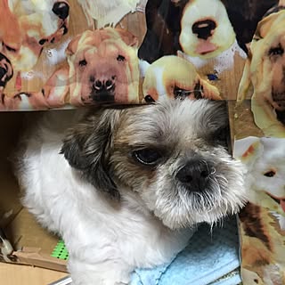 段ボールで犬小屋のインテリア実例 Roomclip ルームクリップ