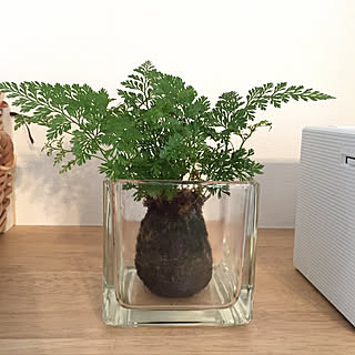 棚/グリーンがすき/ダバリア/みどりのある暮らし/シンプルな暮らし...などのインテリア実例 - 2017-08-15 11:45:31