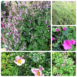 アスパラガスの葉のインテリア実例 Roomclip ルームクリップ