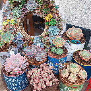 多肉 軍旗のインテリア実例 Roomclip ルームクリップ