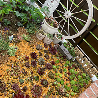 花壇 センペルビウムのおしゃれなインテリアコーディネート レイアウトの実例 Roomclip ルームクリップ