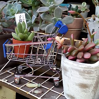 多肉植物 子猫の爪のインテリア実例 Roomclip ルームクリップ 多肉植物 子猫の爪のインテリア実例 Roomclip ルームクリップ