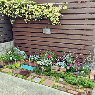 花壇 チェリーセージのおしゃれなインテリアコーディネート レイアウトの実例 Roomclip ルームクリップ