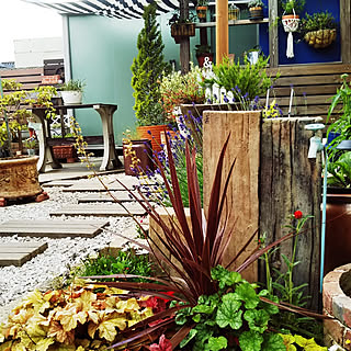 ヒューケラ コルジリネ レッドスターのインテリア実例 Roomclip ルームクリップ