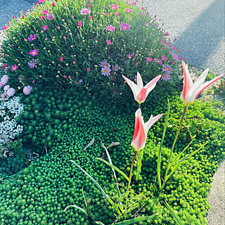 ステラータのインテリア実例 Roomclip ルームクリップ