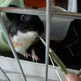 バス/トイレ/clover/お久しぶりです、元気ですか?/定番ではない/暑くなってきたので、...などのインテリア実例 - 2016-06-21 20:19:17
