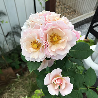 ひろか/花のある暮らし/NO GREEN NO LIFE/鉢植え/小さい庭...などのインテリア実例 - 2019-08-05 16:59:35