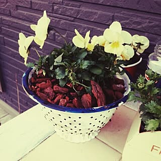 玄関/入り口/100均/Instagram→andante365/ブログ更新しました(*´艸‘*)/関西すきやねん会...などのインテリア実例 - 2015-03-01 10:53:19