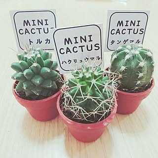 多肉植物 トルカのインテリア実例 Roomclip ルームクリップ