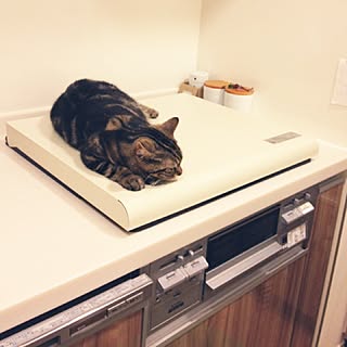 猫 コンロカバーのインテリア実例 Roomclip ルームクリップ