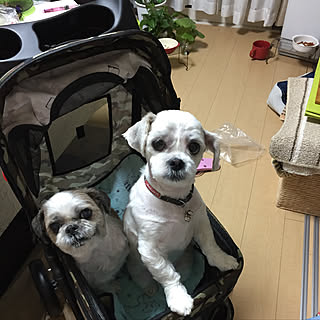 組み立て中てゅぴ落ちた/旦那がLINEテレビ電話来る/今組み立てろ!と!/犬バカ夫婦の会話にてすいません/(꒦໊ྀʚ꒦໊ི )...などのインテリア実例 - 2018-04-03 22:26:41