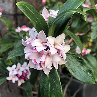 沈丁花/花/シンプルモダン/こどもと暮らし/裏庭...などのインテリア実例 - 2020-02-24 22:11:59