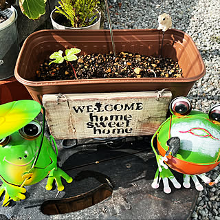 朝顔の成長記録のインテリア実例 Roomclip ルームクリップ