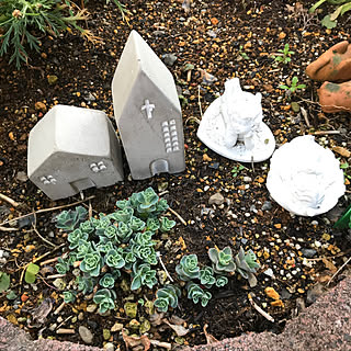 キッチン/皆様の投稿で癒されます。/ミセバヤ、赤ちゃん沢山♡/3月13日/見て頂いて、ありがとうございます。...などのインテリア実例 - 2018-03-13 09:24:28