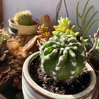 多肉植物のある暮らし 笑門来福 のインテリア実例 Roomclip ルームクリップ