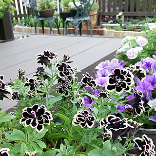 黒真珠のインテリア実例 Roomclip ルームクリップ