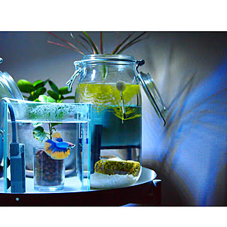 ガジュマル メダカのおしゃれなアレンジ 飾り方のインテリア実例 Roomclip ルームクリップ