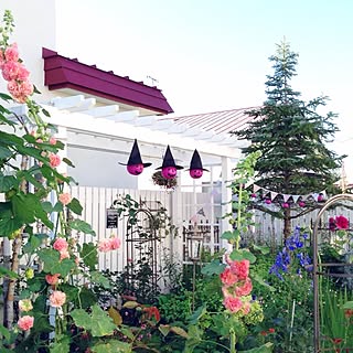 ハロウィン/Blogやってません/Gardeningやってます/インテリアどころか外!/庭...などのインテリア実例 - 2014-10-16 17:12:06