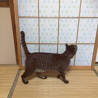 障子リメイク 猫と暮らすのインテリア実例 Roomclip ルームクリップ