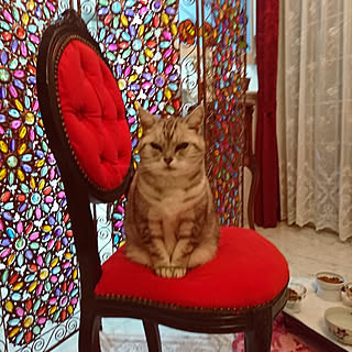 女性の、、の「ベッド周り」についてのインテリア実例