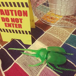 セリア 昆虫のインテリア実例 Roomclip ルームクリップ