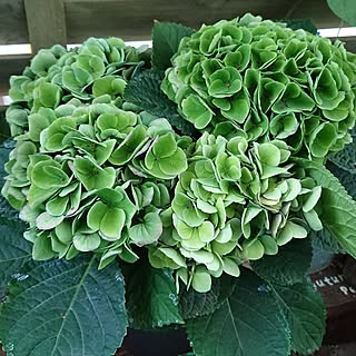 玄関/入り口/植物/日替わり投稿企画!木曜日/植物のある暮らし/自己満足( ̄^ ̄)ゞ...などのインテリア実例 - 2017-07-06 13:43:29