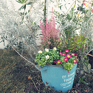玄関/入り口/寄せ植え初心者/シンボルツリー オリーブ/新築一戸建て/庭 ガーデニング...などのインテリア実例 - 2019-01-17 10:33:16