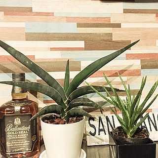 サンスベリアロブスタブルーのインテリア実例 Roomclip ルームクリップ