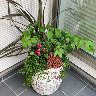 玄関 入り口 ブーゲンビリア鉢植えのインテリア実例 Roomclip ルームクリップ