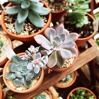 女性の、3DK、の「玄関/入り口」についてのインテリア実例