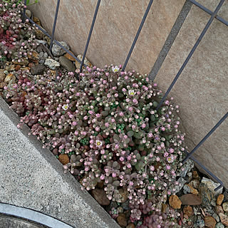 多肉植物 白い花のインテリア実例 Roomclip ルームクリップ