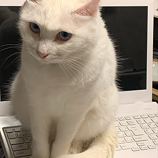 インスタ→uutkarisa/インテリアじゃなくてごめんなさい/ねこのいる暮らし/ねこのいる風景/保護猫...などのインテリア実例 - 2019-12-02 20:20:28
