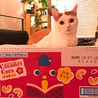猫 ひなまつりのインテリア実例 ｜ RoomClip（ルームクリップ）