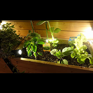 ベランダ 植物男子ベランダーのインテリア実例 Roomclip ルームクリップ ベランダ 植物男子ベランダーのインテリア実例 Roomclip ルームクリップ