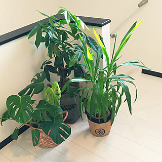 パキラの成長速度はんぱないのインテリア実例 Roomclip ルームクリップ