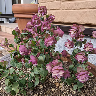 オレガノケントビューティー 庭のある暮らしのインテリア実例 Roomclip ルームクリップ