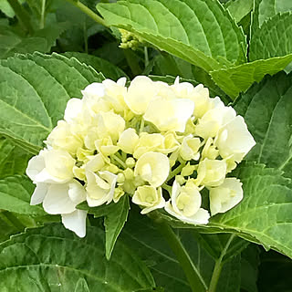 ひらつか/平塚/良い一日/とても良い一日/散歩...などのインテリア実例 - 2019-06-02 14:44:27