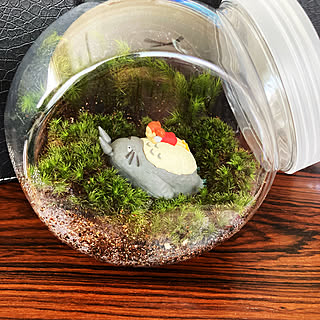 メイちゃん 苔テラリウムのインテリア実例 Roomclip ルームクリップ