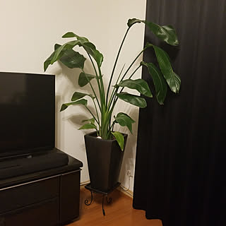 ベッド周り/観葉植物のある暮らし/観葉植物/オーガスタストレリチア/植え替え...などのインテリア実例 - 2019-05-09 22:05:15