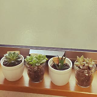 リビング/naturalkitchen&/多肉植物初心者/いいね!ありがとうございます♪のインテリア実例 - 2017-04-30 07:09:28