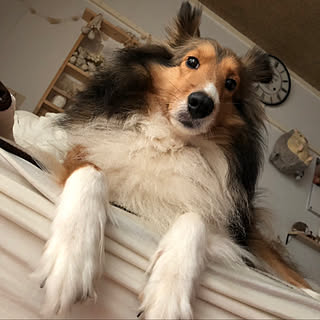 シェットランドシープドッグのインテリア実例 Roomclip ルームクリップ