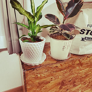 コメリ 観葉植物のある暮らしの商品を使ったおしゃれなインテリア実例 Roomclip ルームクリップ