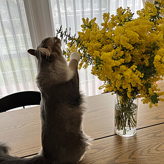 春/ミモザ/IKEA/ねこのいる日常/猫が好き...などのインテリア実例 - 2022-03-30 19:06:21