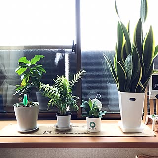 棚/観葉植物/ほぼ100均/ダイソー/RCとの出会いに感謝...などのインテリア実例 - 2017-04-12 10:01:25
