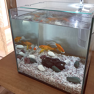 ダイソー 金魚のエサののまとめページ 4ページ目 Roomclip ルームクリップ ダイソー 金魚のエサののまとめページ 4ページ目 Roomclip ルームクリップ